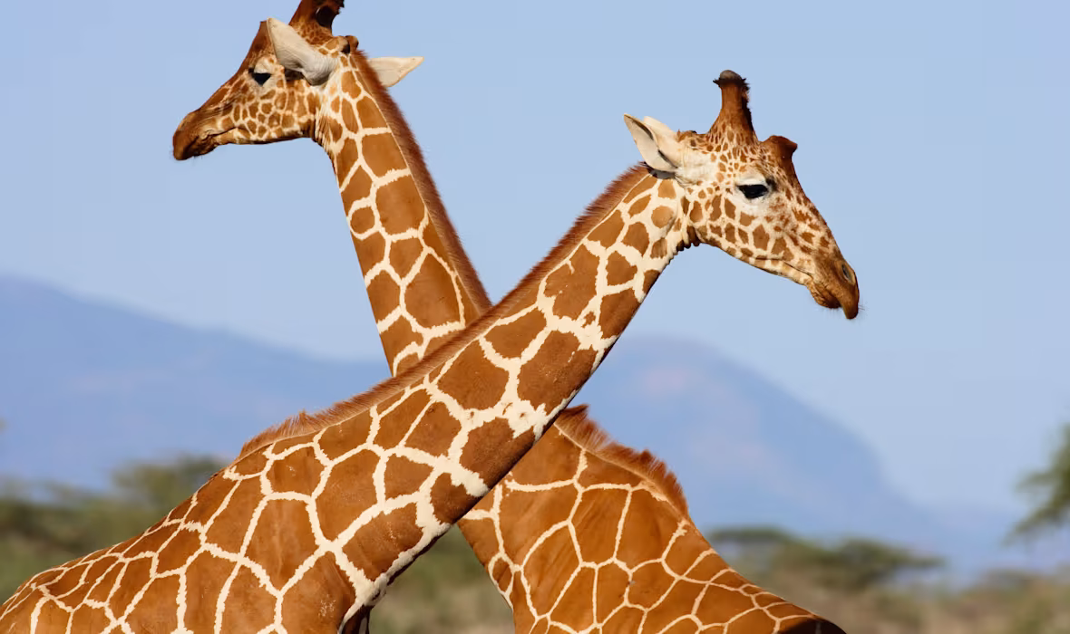 girafes
