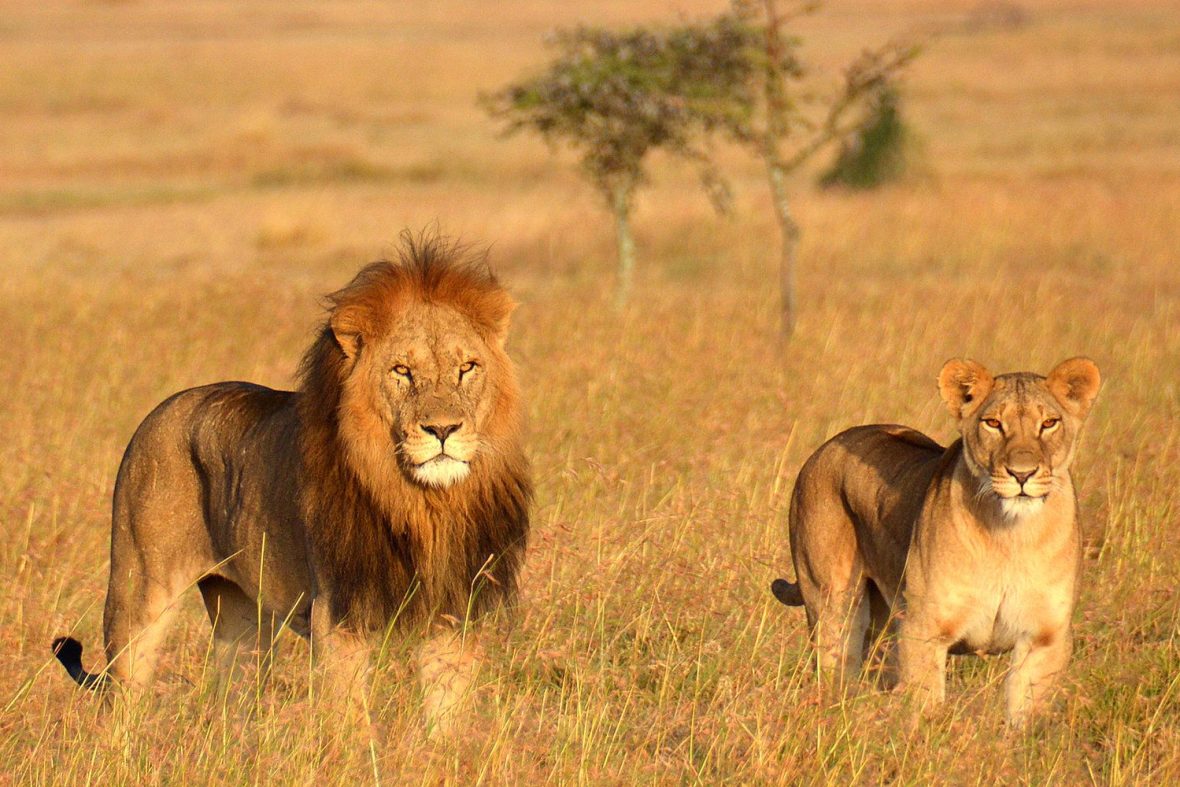 lion 2