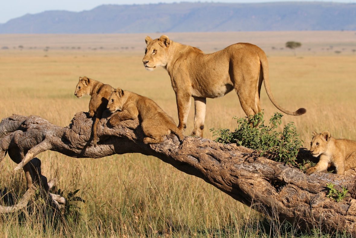 lions