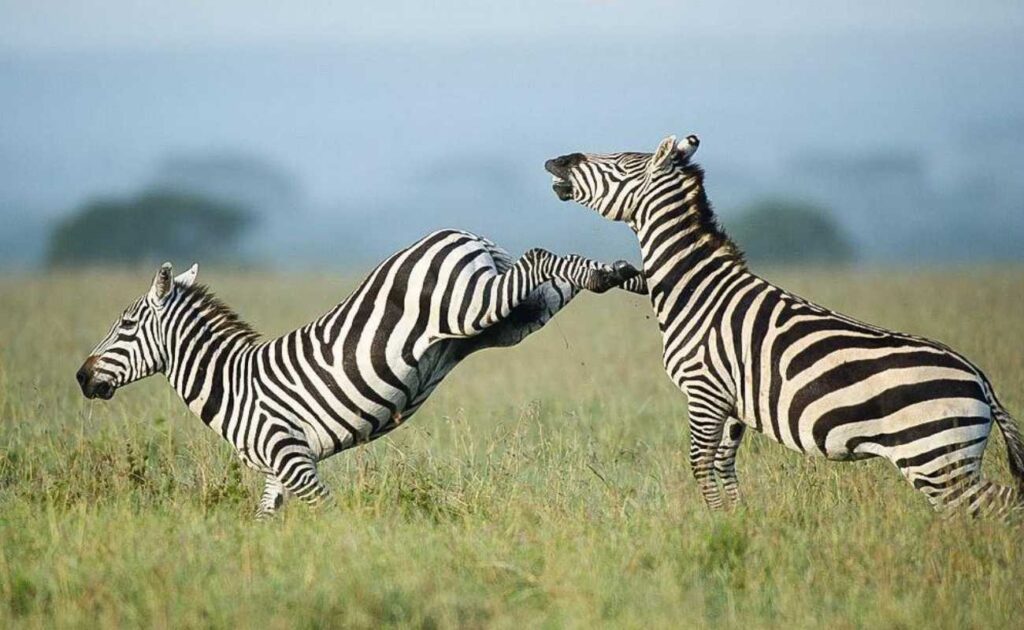 zebra 2
